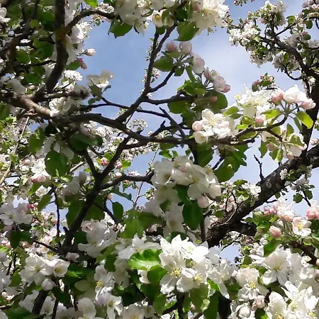 Biobauernhof Obereck شقة