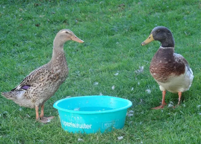 Biobauernhof Obereck *