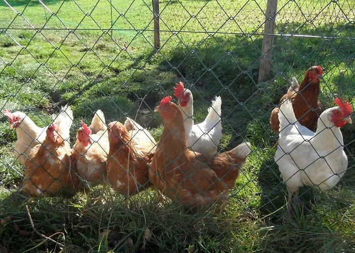 Biobauernhof Obereck Göstling an der Ybbs