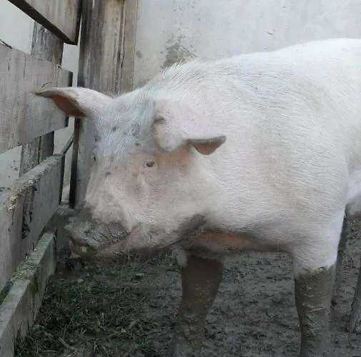 Biobauernhof Obereck Apartment *