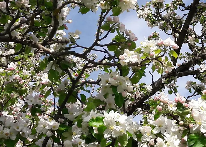 Biobauernhof Obereck アパート